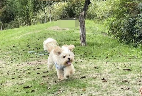 宠物对自己++了咋办，++了怎么办