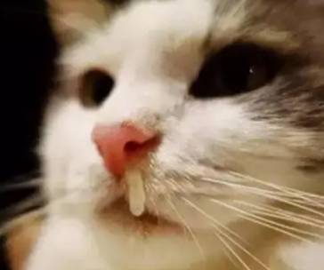 猫咪打喷嚏怎么办，猫打喷嚏怎么办
