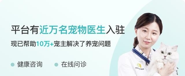 狗狗多大能带他出去散步？而且是在冬天，狗狗旅游