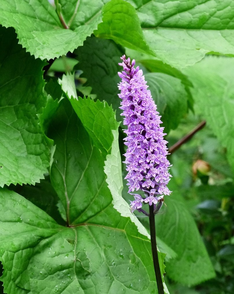 茉莉花花语唯美的句子，唯美花语句子