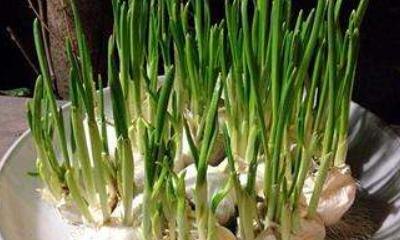 水培大蒜超市有卖吗，水培大蒜加盟店排行榜最新