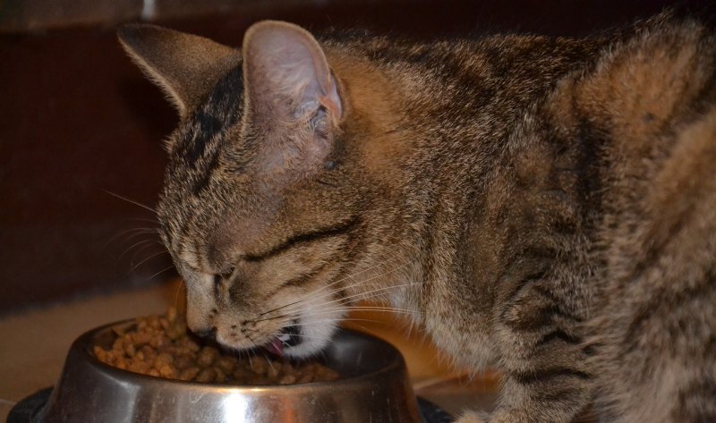 捡到猫咪以后该怎么办 捡到猫怎么办