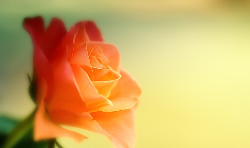 最暖心的教师节祝福语，教师节写给老师的暖心句子