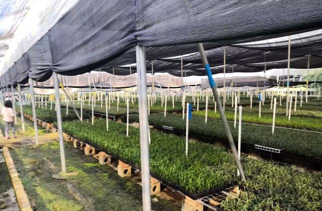 我是农村的，想自主创业，请问做什么生意有发展，新奇特美食奶茶加盟店