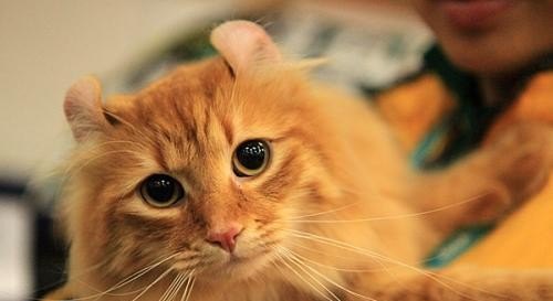 小猫咳嗽怎么办，猫咪咳嗽怎么办