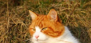 猫咪适合叫什么名字，猫小咪奶茶加盟