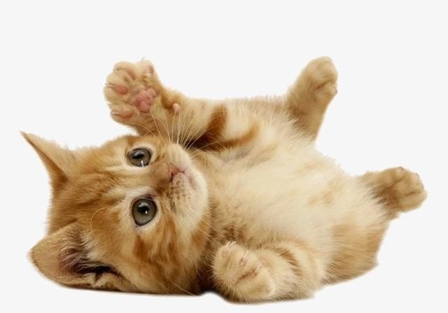 领养猫为什么要送糖 领养猫习俗