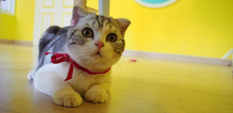 光猫坏了怎么修 猫坏了怎么办