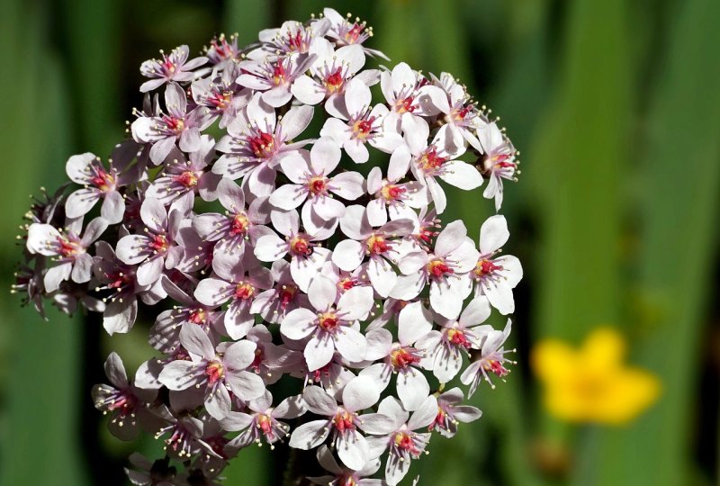 光遇花朵背饰怎么获得，光遇爱心背饰