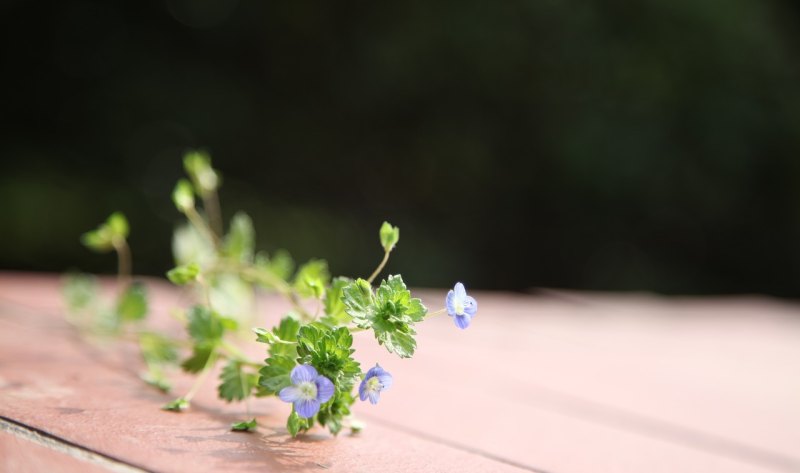 教师节祝福语简短好记 教师节祝福句子短简