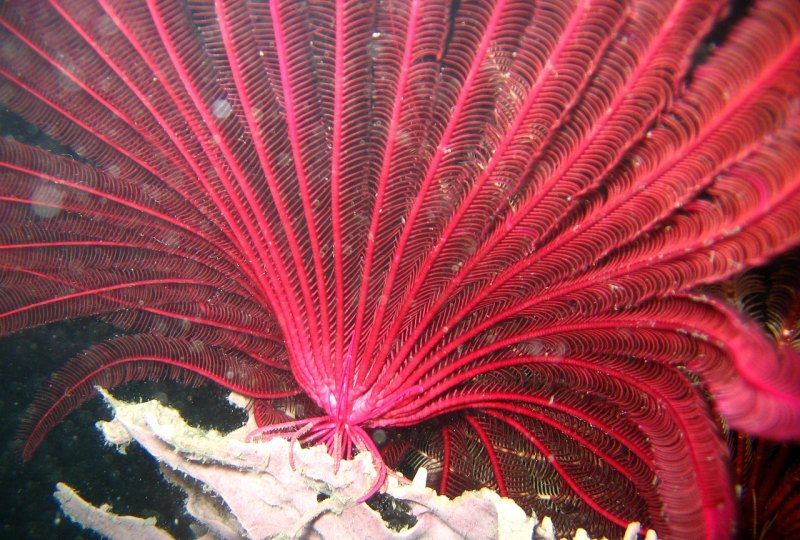 原神34海灯节申鹤剧情，原神凶煞攻略