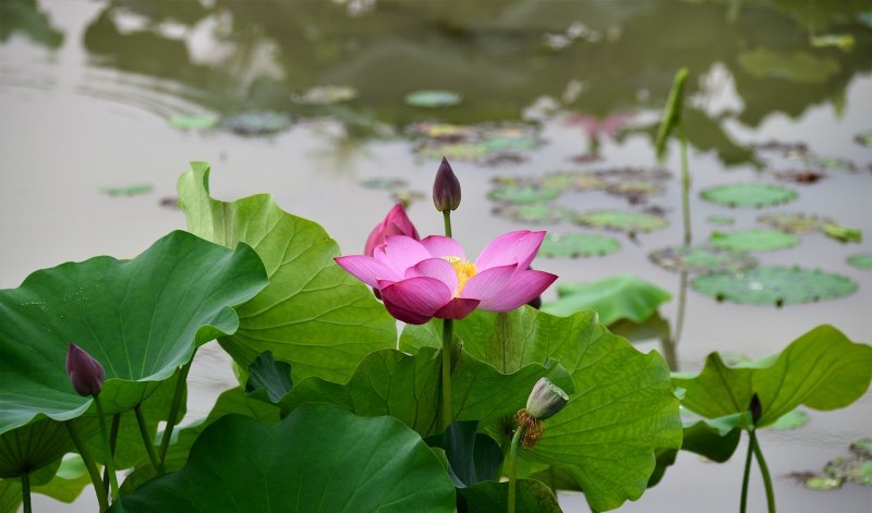 描写斩断情丝的古诗词，伤感古风句子句句断肠