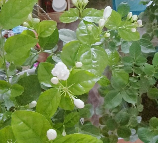 光遇渠道服可以刷白蜡烛吗，光遇刷白蜡烛