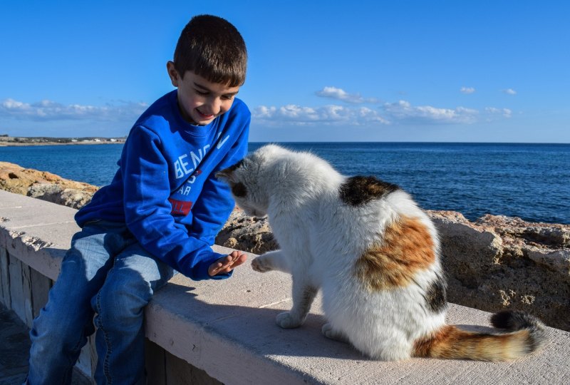 猫咪一直叫如何用猫叫安慰它,猫咪一直喵喵叫是怎么回事