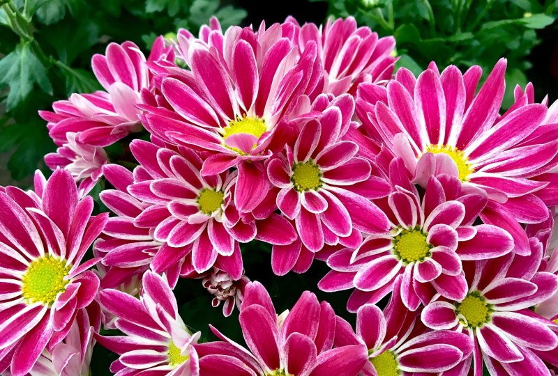 菊花节唯美句子，关于菊花的唯美句子