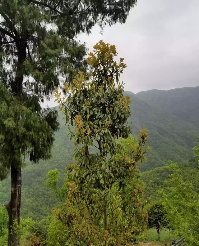 达州乡村旅游景点，达州绿茶加盟店排行榜最新