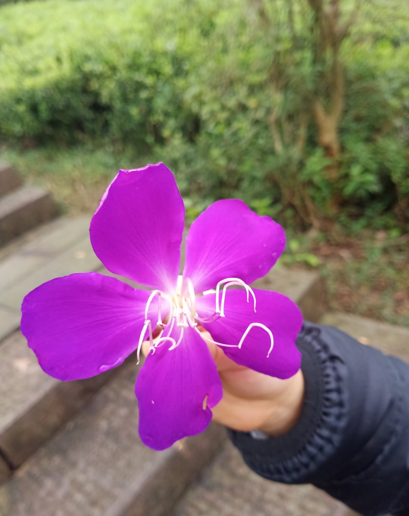 学英语复读机好还是点读机好,点读机有必要买吗