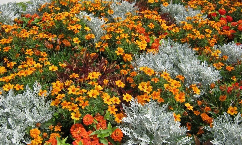 光遇椅子烧花，光遇椅子烧花