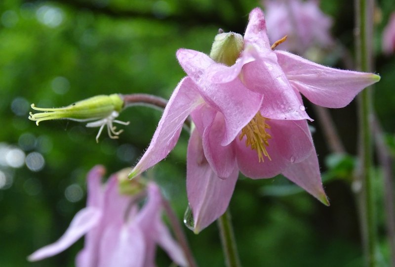 原神苗圃怎么种_原神苗圃任务怎么去种花