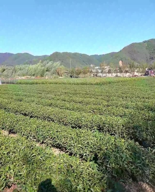 简述湖北省举办荆楚乡村文化旅游节的意义,乡村文化旅游