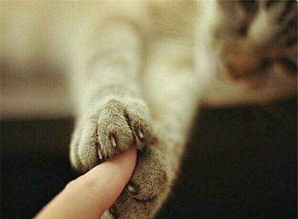 猫不小心挠人要不要揍它,猫挠了怎么办