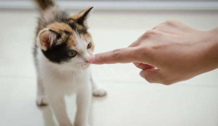 猫抓人怎么办，猫抓人怎么办