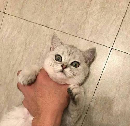 猫抓人怎么办 猫抓人怎么办