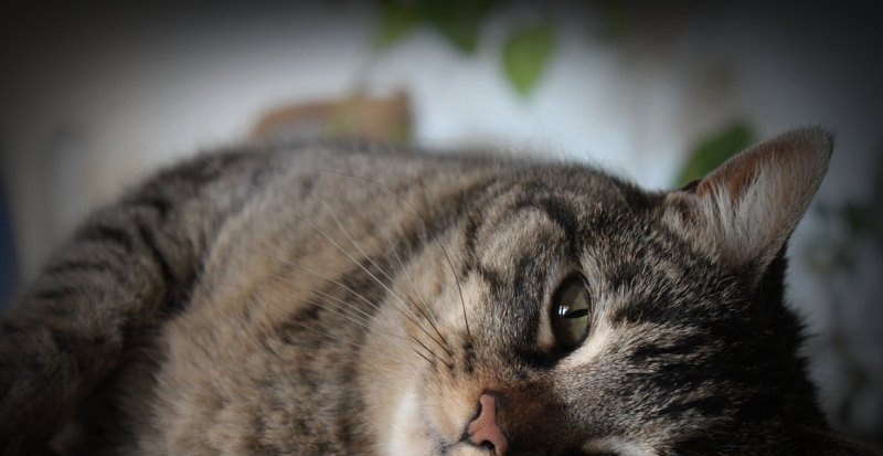 和平精英怎么展示猫_和平精英圈猫技巧