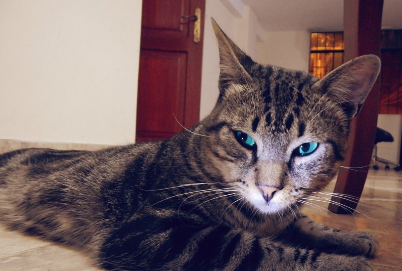 赞美猫咪的唯美句子,幸福猫咪的句子