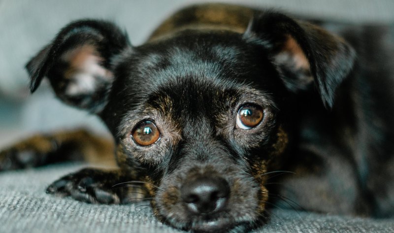 沈阳比熊犬舍哪家最好,和平精英比熊