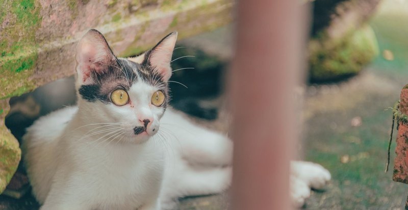 原神冰猫怎么养,猫咪攻略原神