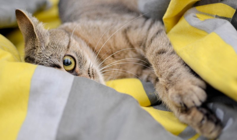 猫吃了啥就拉啥感觉都不消化了?猫最近总吃什么 拉什么 猫吃什么 拉什么怎么办_粘液便便 且经常会出现拉肚子的现象 吃什么药