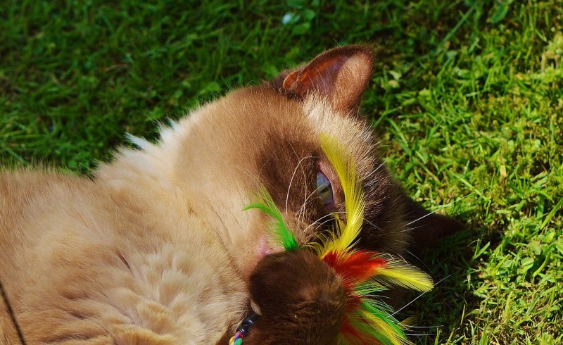 肯德基领养的大熊猫叫什么_亲爱的宝贝爱你一生一世句子