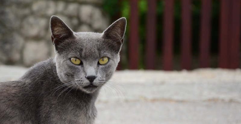公猫不会骑猫怎么辅助，光遇怎么骑猫