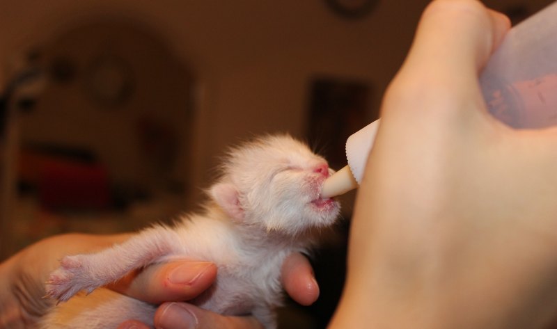 猫生孩子了该怎么处理 猫生了怎么办