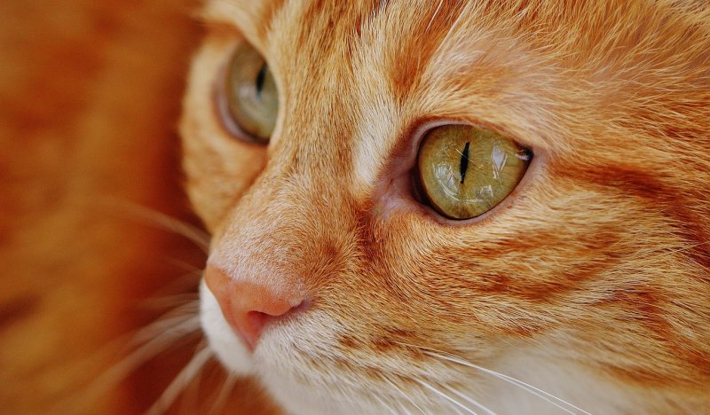 猫咪伤感文案,猫的个性签名伤感句子