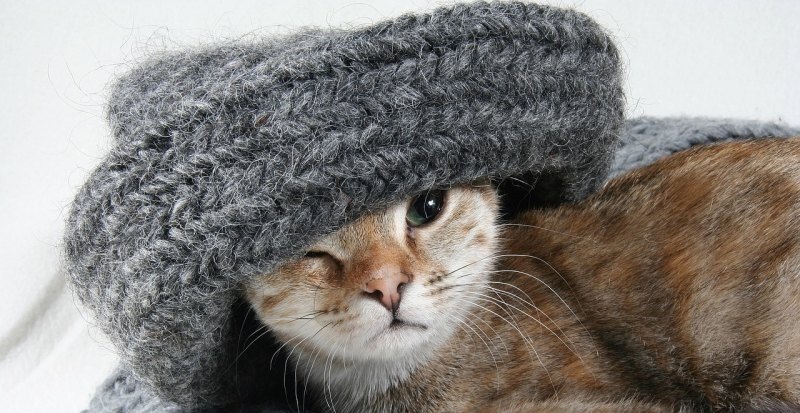 和平精英棉帽子怎么买 和平精英猫帽