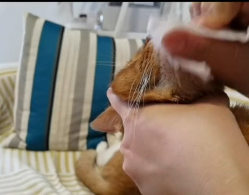 猫黑下巴怎么清理_猫的黑下巴是什么引起的？怎么处理