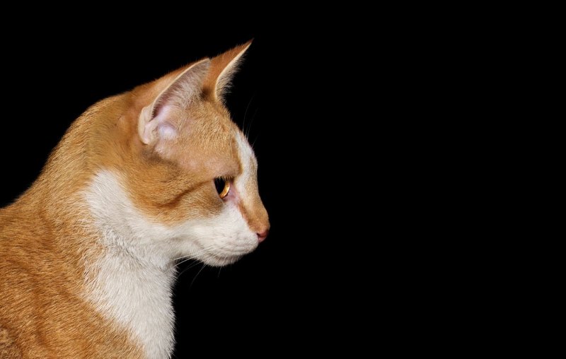 男人把头像换成猫的含义是什么?而且那只猫咪看起来还有点恐怖 地下城与勇士死神头像