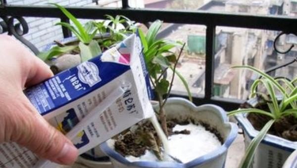 牛奶过期了怎么处理_过期的牛奶千万别扔，还有好多用途，你知道哪些