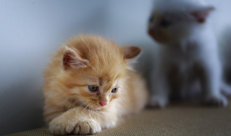 猫咪挑食怎么办一招教你改善_小猫挑食怎么纠正