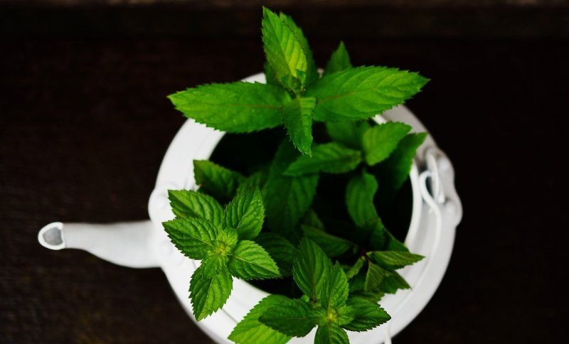 原神薄荷刷新地点,原神薄荷攻略