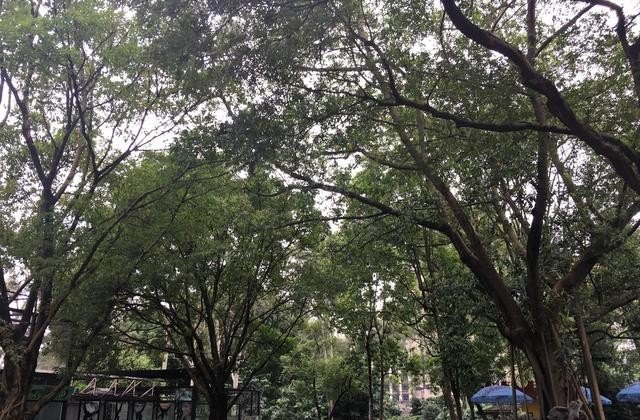 广州哪里适合一个人旅行、放松散心的,广州长隆附近美食推荐大排档店铺有哪些