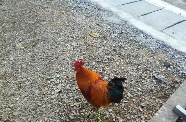 农业电商平台有什么推荐的_在农村什么快递加盟最好呢