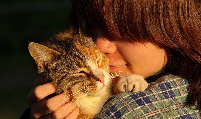 猫倒睫毛的处理小妙招 倒睫毛怎么办