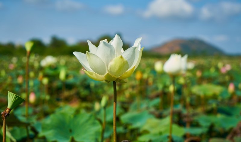 望月思念已故亲人的句子 怀念过去爱情的句子