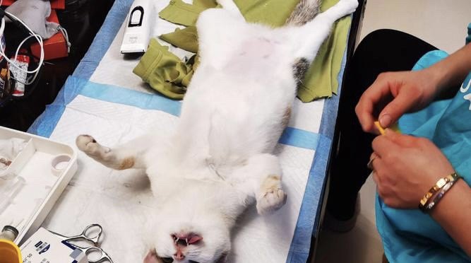 猫不吃不喝怎么办,猫不吃不喝怎么办
