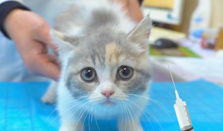 猫不吃不喝怎么办,猫不吃不喝怎么办