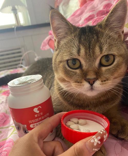 猫不吃不喝怎么办,猫不吃不喝怎么办