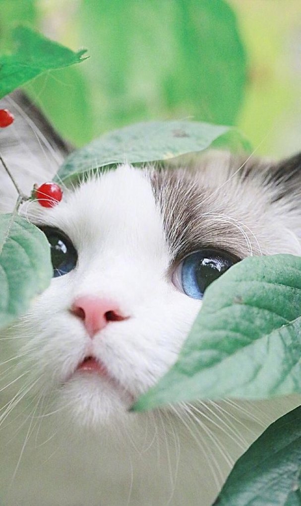 中国关于猫的传说、历史故事、神话 猫的进入中国历史